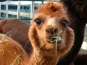 The charmingly large eyes and crooked teeth of Amanda